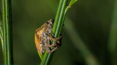 El cambio climático sí que 'mata una mosca': Alarma científica por la reducción masiva de insectos