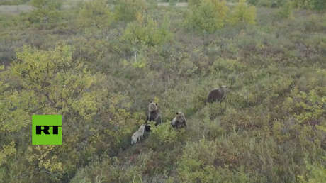 El instinto de la amistad: Un perro juega con una familia de osos en Rusia (VIDEO)