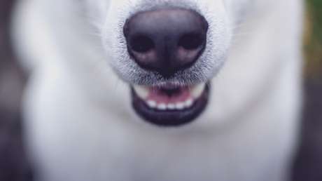 VIDEO: Una perra sorda y ciega enloquece cuando 'huele' la llegada de su dueño