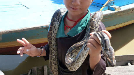 VIDEO: Este atrevido niño aún no sabe hablar, pero ya maneja un nido de serpientes