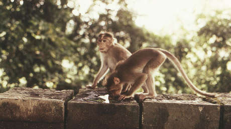 Un grupo de monos "malvados" mata a un hombre anciano con más de 20 ladrillos