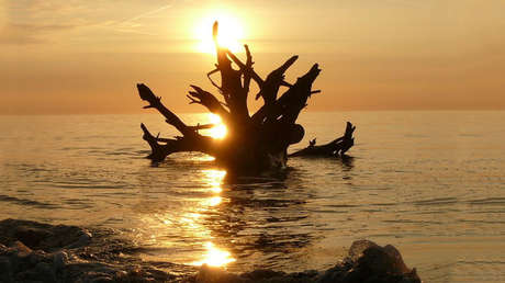 VIDEO, FOTO: Logran filmar al "monstruo del pollo sin cabeza" en el océano Antártico