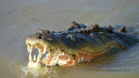 Un adolescente salva a su amigo de las fauces de un cocodrilo a golpe de remo