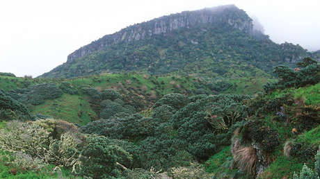Ratones evolucionan y matan a 2 millones de aves raras cada año en una isla atlántica