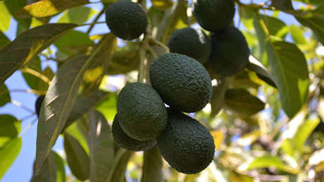 Una científica chilena crea una fórmula para evitar que el aguacate se ponga negro