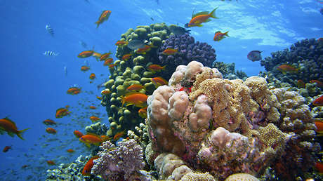 Descubren cinco nuevas especies de los animales 'más fuertes' del planeta