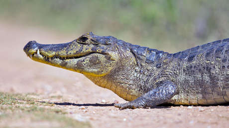 Científicos argentinos hallan un antepasado del yacaré de hace 65 millones de años