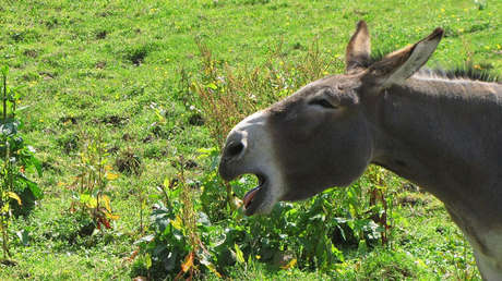 VIDEO: Una cautivadora burra que 'canta ópera' revoluciona las redes sociales