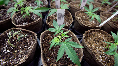 Futuro canciller mexicano: Podríamos seguir el ejemplo de Canadá y legalizar la marihuana