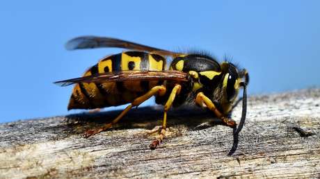 VIDEO: Una pelea a muerte entre un avispón y una cucaracha termina mal para ambos