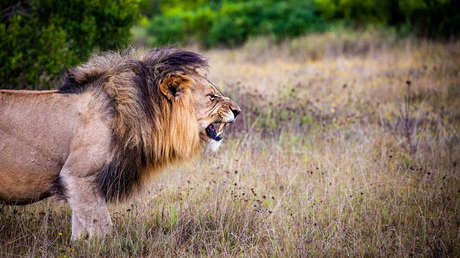 VIDEO: Dos leones hermanos se baten en duelo por una hembra