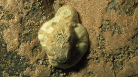 Encuentran rastros de los más antiguos animales de la Tierra