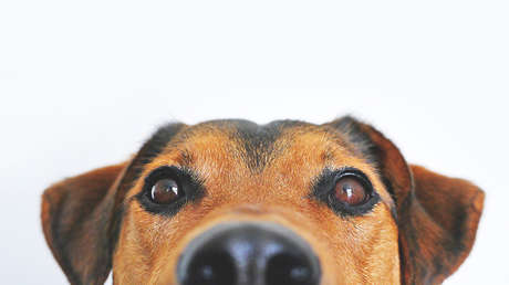 FOTO, VIDEOS: Denuncia a su perra porque se hace pasar por callejera para que le den hamburguesas