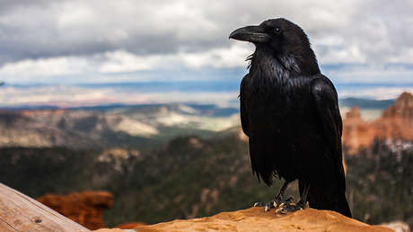 VIDEO: Demuestran que los cuervos son capaces de construir herramientas complejas