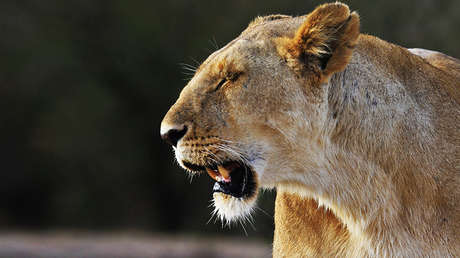 VIDEO: Una leona ataca en la cabeza a una niña de tres años en un circo