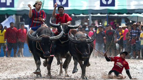 Búfalos de agua en vez de caballos: las singulares carreras que se celebran en Tailandia 