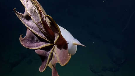 VIDEO: Filman a un "fantasmal" 'Pulpo Dumbo' en las profundidades del Pacífico