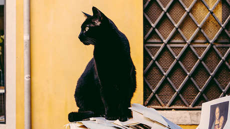 FOTO VIRAL: Esta imagen de un 'cuervo' engaña al ojo de los internautas (e incluso a Google)