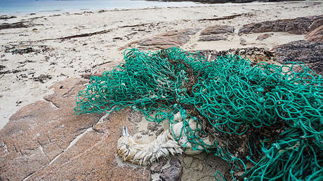 "Vamos al borde de un precipicio": La humanidad ha exterminado al 60 % de los animales desde 1970