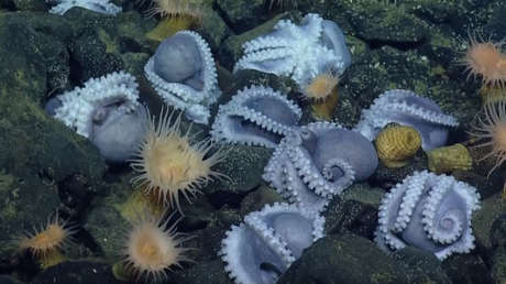 Hallan en el Pacífico la mayor 'guardería' de pulpos del mundo con más de mil ejemplares (VIDEO)