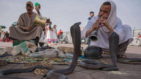 VIDEO: Un mono le roba la cobra a un encantador de serpientes en India