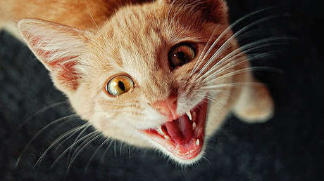 VIDEO: Un ecuatoriano intenta asustar a un gato pero el destino le devuelve la jugada