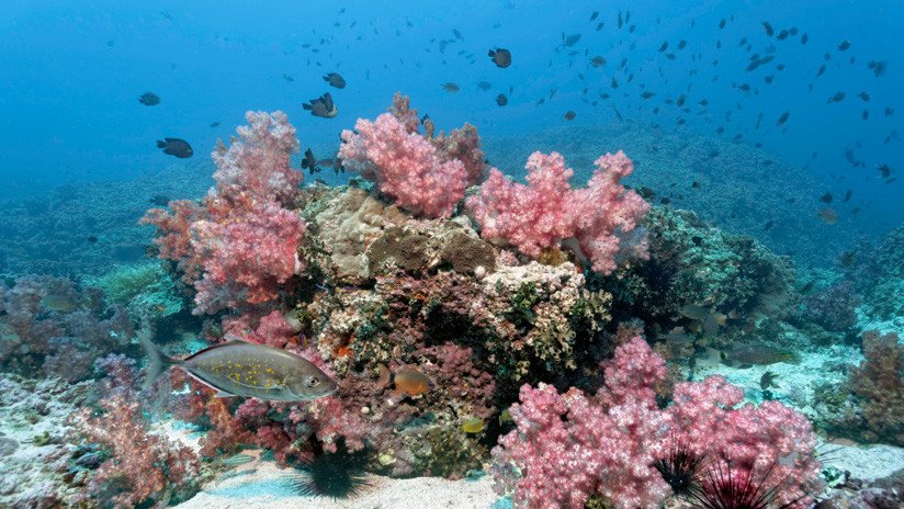 Alarma científica: El fondo del océano se disuelve y el culpable es el ser humano