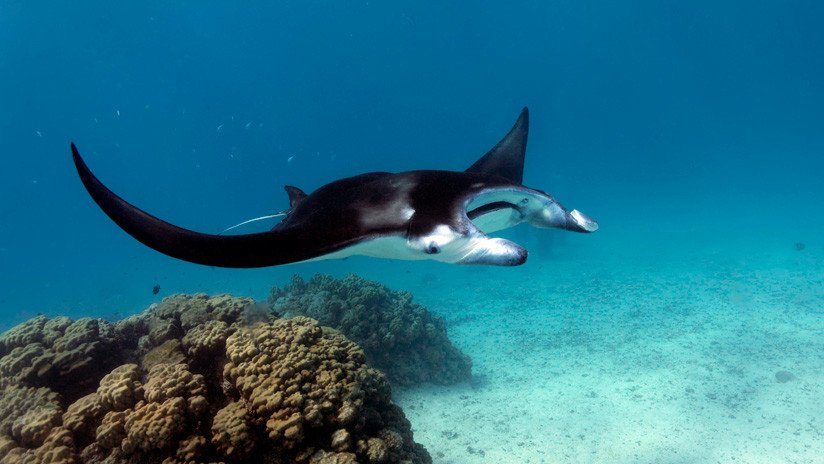VIDEO: El dramático instante cuando una mantarraya se traga un desecho plástico en Bali