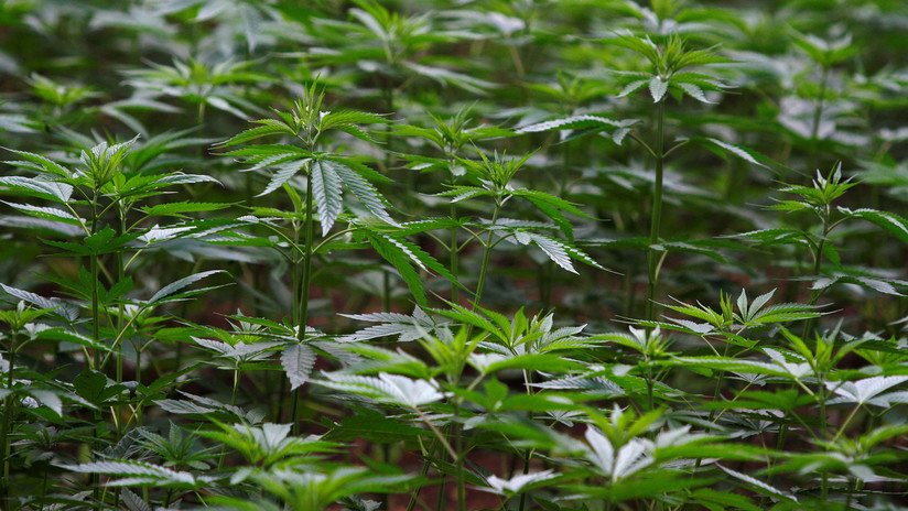 México, el mayor productor mundial de marihuana, busca legalizar el consumo y la venta del cannabis