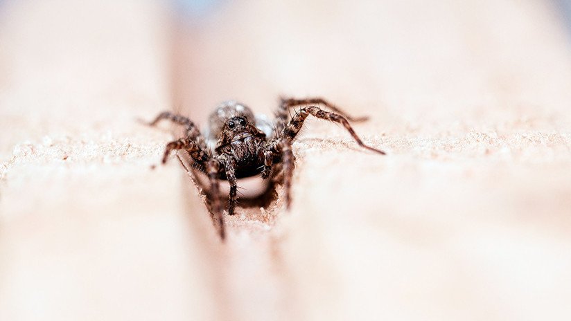 VIDEO: Miles de arañas y enormes telarañas aparecen misteriosamente en una carretera en EE.UU.