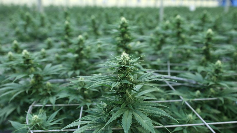 Un policía se droga con chocolate con cannabis robado durante una redada