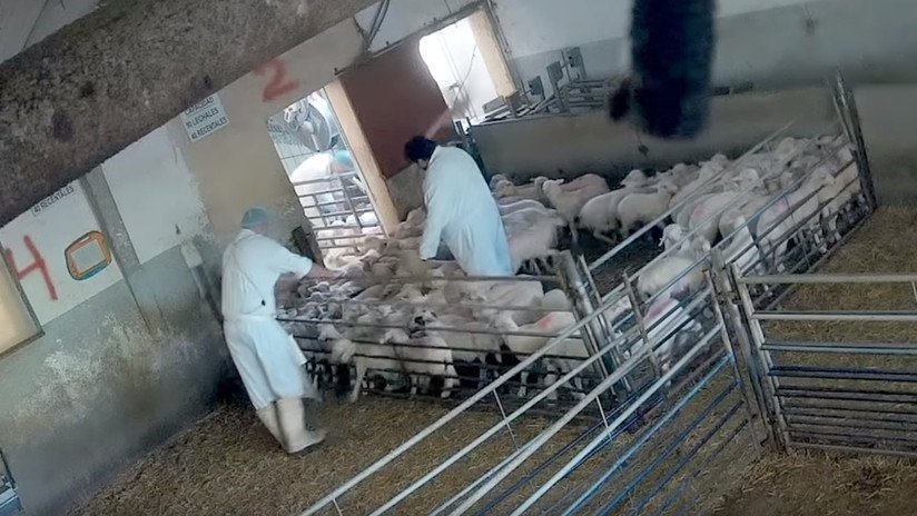 Una ONG graba el maltrato generalizado en un matadero de España