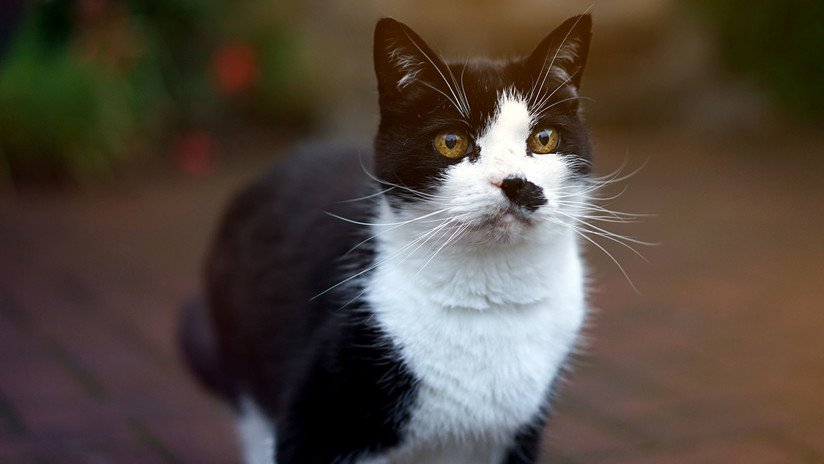 Gato con alma de jilguero: Este felino entona desgarrados cánticos georgianos (VIDEO VIRAL)