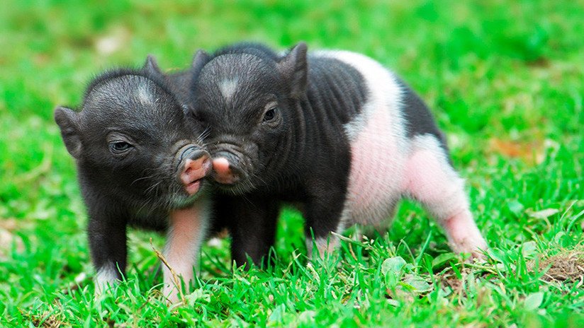 La increíble compra on line de un chino ebrio: un pavo real, un cerdo vivo y una salamandra gigante