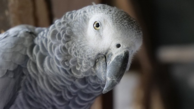 VIDEO: Loro que imita perfectamente una alarma de humo moviliza a un departamento de bomberos 