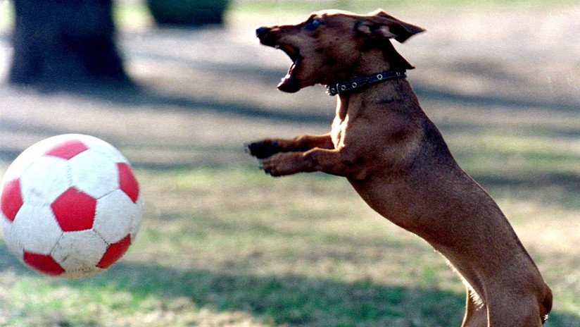 VIDEO: Un perro salchicha para un penalti durante un partido de fútbol en Brasil