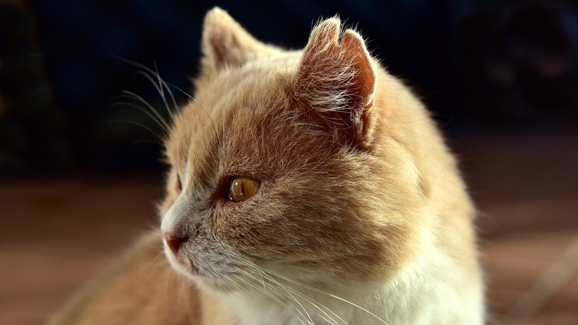 VIDEO: Gato lucha contra el hielo para intentar apresar a un pez atrapado en un estanque congelado