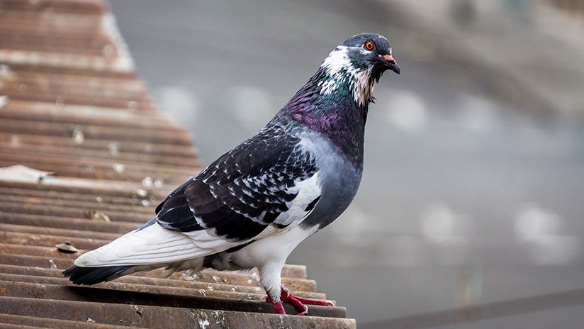 Una paloma con el ala fracturada llega por sí misma a una clínica veterinaria en Rusia