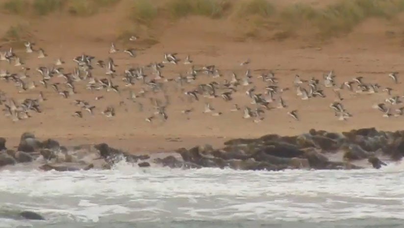 VIDEO: Cientos de focas huyen de la presencia de humanos tomándoles fotos