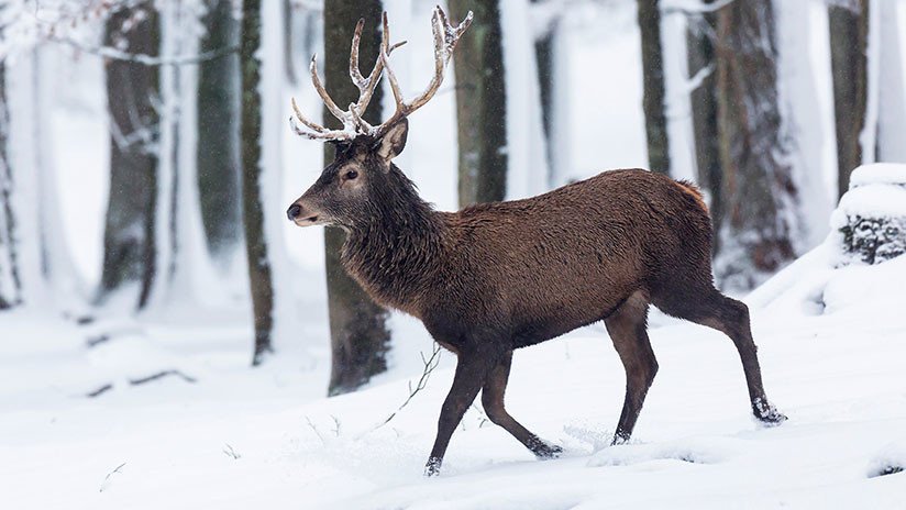 VIDEO: Dramático rescate de un ciervo que no puede salir de un lago helado en EE.UU.