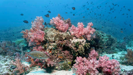 Alarma científica: El fondo del océano se disuelve y el culpable es el ser humano