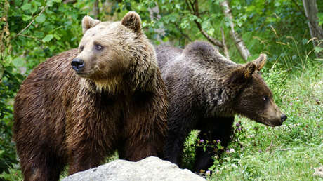 VIDEO: Osos desgarran a un lobo frente a los horrorizados visitantes de un zoo neerlandés