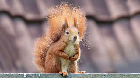 VIDEO: Una ardilla 'se prueba' una máscara de la película 'Scream' y se hace viral en Halloween