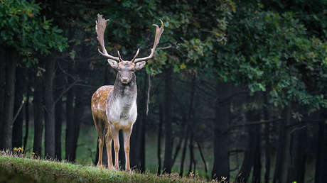 Camuflaje 'nivel Dios' con acertijo viral: ¿Puede usted  encontrar el ciervo escondido en esta foto?