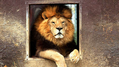VIDEO: Un hombre ebrio molesta a un león en un zoo y es atacado ferozmente