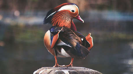 Un pato mandarín conquista el Central Park tras una misteriosa aparición en el pulmón de Nueva York