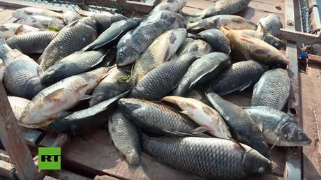 FOTO, VIDEO: Miles de peces mueren en el río Éufrates "en circunstancias misteriosas"