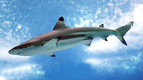 FOTO: Un tiburón bebé muere estrangulado por un saco de arroz