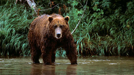 Un chico se sacrifica para salvar a su primo del ataque de un oso