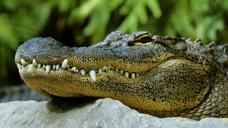 VIDEO: Acude a desalojar a un inquilino por impago y encuentra un caimán en el 'jacuzzi'